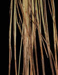 Ddioecious sedge